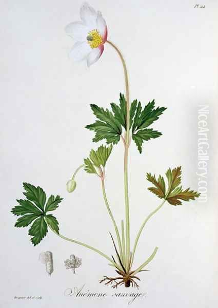 Wood Anemone from Phytographie Medicale Oil Painting by L.F.J. Hoquart