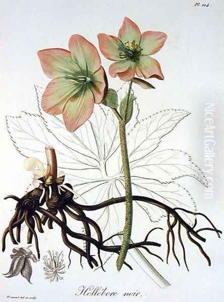 Helleborus Niger from Phytographie Medicale Oil Painting by L.F.J. Hoquart