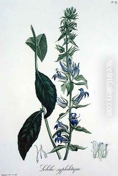 Lobelia Siphilitica from Phytographie Medicale Oil Painting by L.F.J. Hoquart