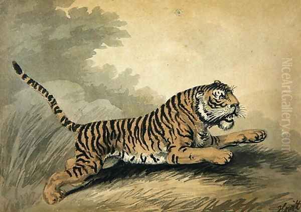 A Tigress leaping to the right Oil Painting by Samuel Howitt