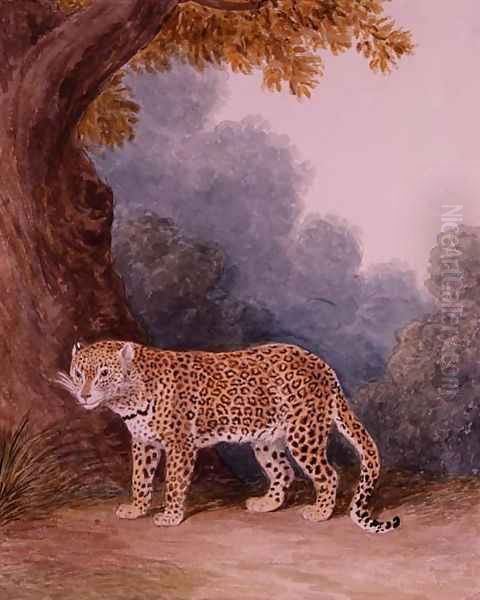 Leopard Oil Painting by Samuel Howitt