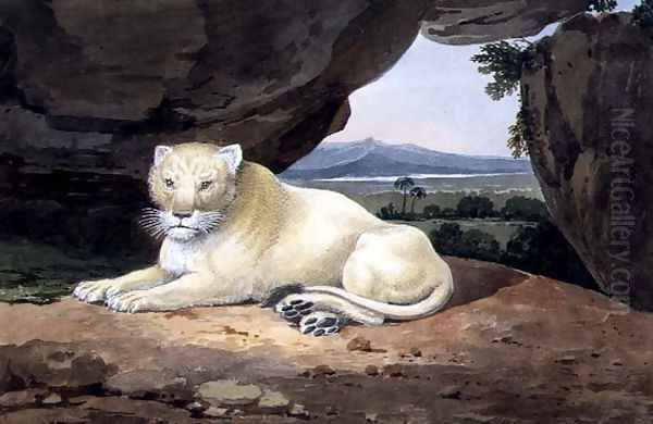 Lioness Oil Painting by Samuel Howitt