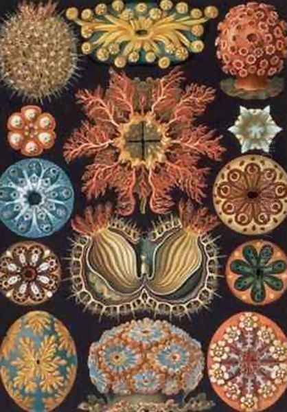 Ascidiae plate 85 from Kunstformen der Natur Oil Painting by Ernst Haeckel