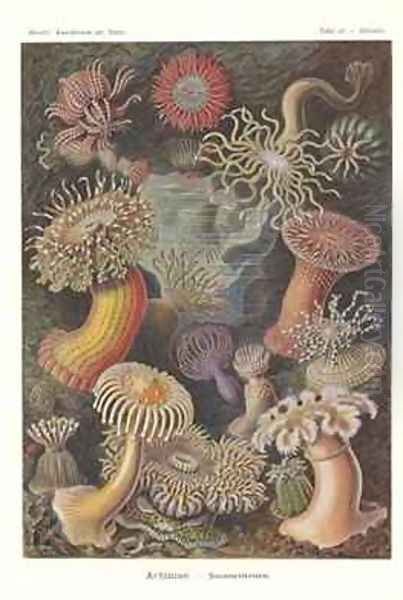 Actiniae Sea anemone Pl49 from Kunstformen der Natur Oil Painting by Ernst Haeckel