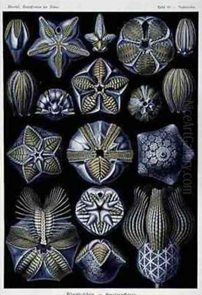 Blastoidea plate from Artforms of Nature Oil Painting by Ernst Haeckel