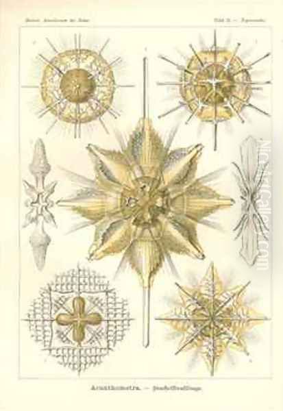 Acanthometra Stachelstrahlinge Pl21 from Kunstformen der Natur Oil Painting by Ernst Haeckel