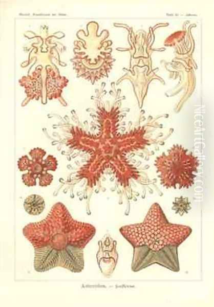 Asteridea Sea Star Pl40 from Kunstformen der Natur Oil Painting by Ernst Haeckel