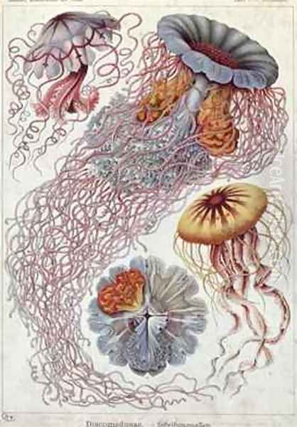 Jellyfish from Kunstformen der Natur Oil Painting by Ernst Haeckel