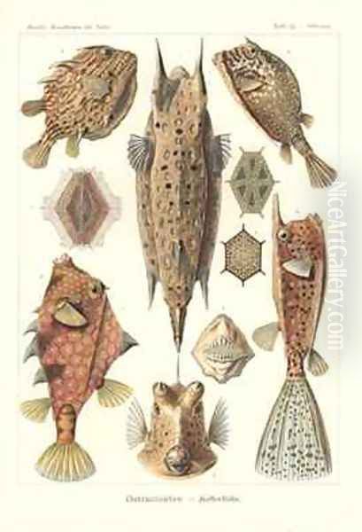 Ostracion teleosts Pl42 from Kunstformen der Natur Oil Painting by Ernst Haeckel