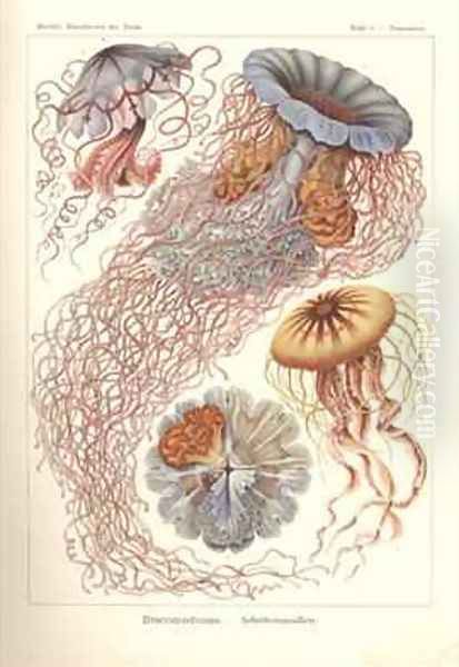 Discomedusae Scheibenquallen Pl 8 from Kunstformen der Natur Oil Painting by Ernst Haeckel