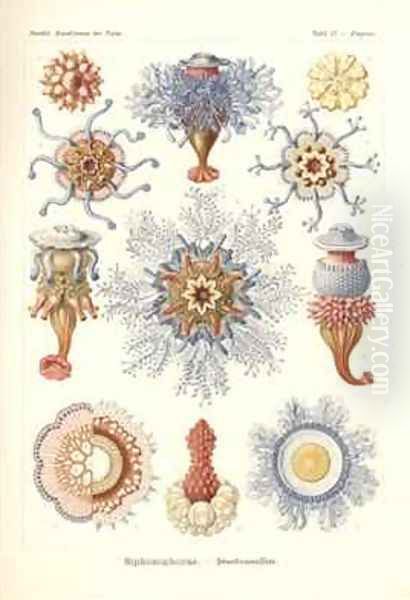 Siphonophorae Jelly Fish from Kunstformen der Natur Oil Painting by Ernst Haeckel