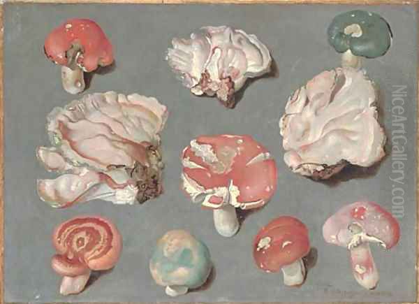 Studies of fungi, including three examples of pinkish-white Bracket fungi (possibly Rigidoperus ulmarius), and edible mushrooms Russula xerampelina Oil Painting by Ferdinand Phillip de Hamilton