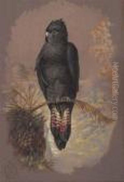 Sulphur Crested And Black Cockatoo Oil Painting by Henry Bright