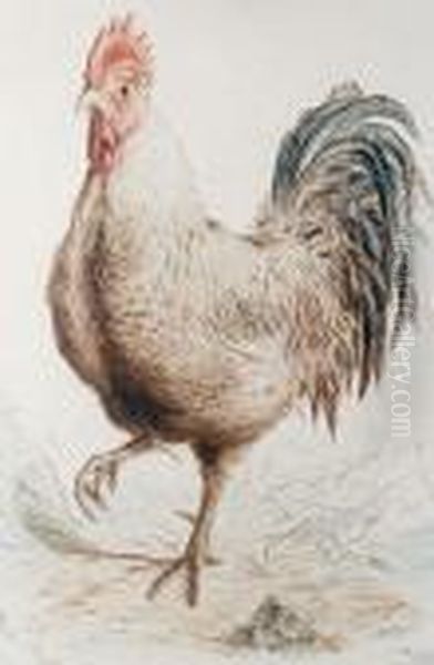 A Cockerel Oil Painting by Henry Bright