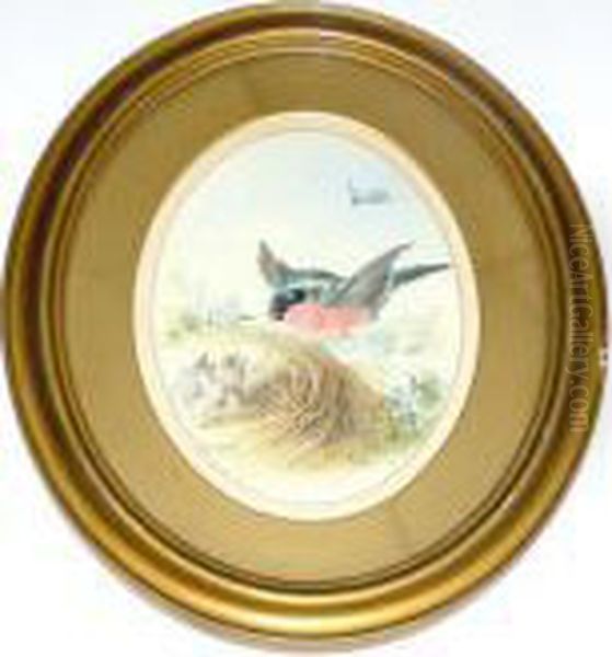 Chaffinch Oil Painting by Henry Bright