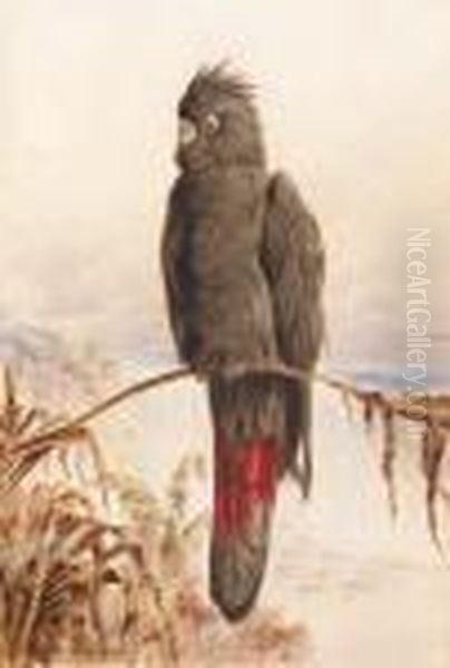 Australian Red-tailed Black Cockatoo Oil Painting by Henry Bright