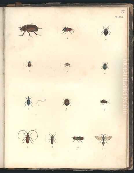 Beetles and Wasps Oil Painting by Baron Friedrich von Humboldt