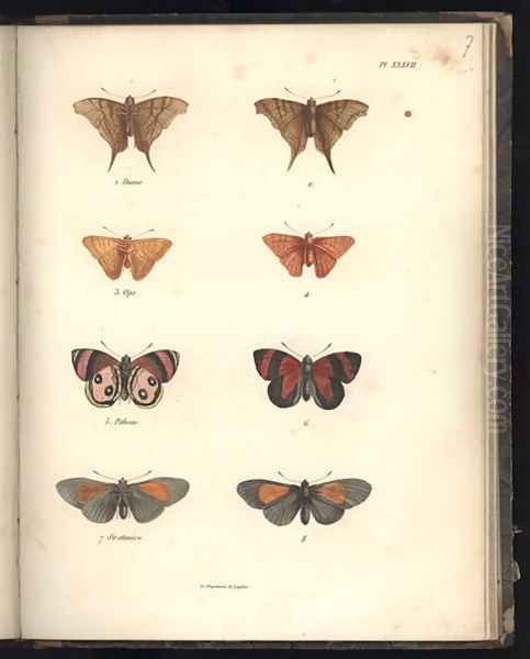 Lepidoptera Oil Painting by Baron Friedrich von Humboldt