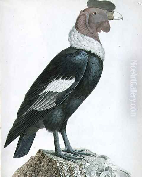 Andean Condor Vultur gryphus Oil Painting by Baron Friedrich von Humboldt