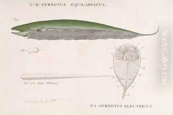 Gymnotus Aequilabiatus and Gymnotus Electricus from Receuil dobservations de zoologie Oil Painting by Baron Friedrich von Humboldt