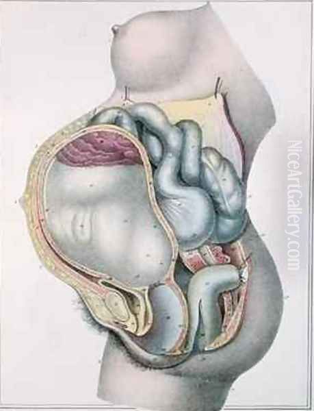 Anatomy of a pregnant woman from Manuel dAnatomie descriptive du Corps Humain Oil Painting by Haincelin