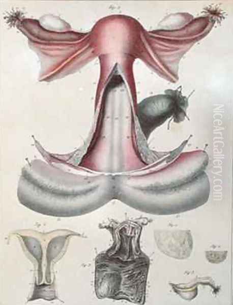 Anatomy of the uterus from Manuel dAnatomie descriptive du Corps Humain Oil Painting by Haincelin