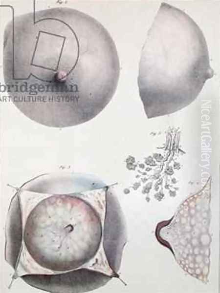 Anatomy of the breast from Manuel dAnatomie descriptive du Corps Humain Oil Painting by Haincelin