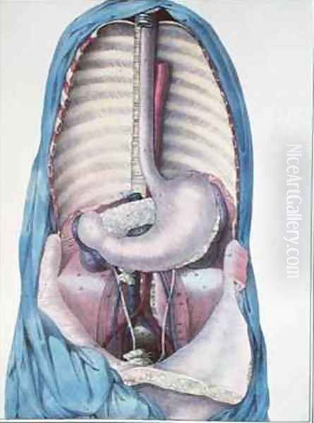 Anatomy of the oesophagus and the stomach from Manuel dAnatomie descriptive du Corps Humain Oil Painting by Haincelin