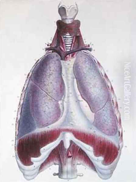 Anatomy of the lungs from Manuel dAnatomie descriptive du Corps Humain by Haincelin