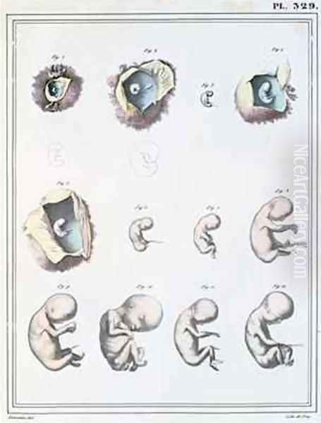 Diagram showing the stages of embryonic development, from Manuel dAnatomie Descriptive du Corps Humain Oil Painting by Haincelin