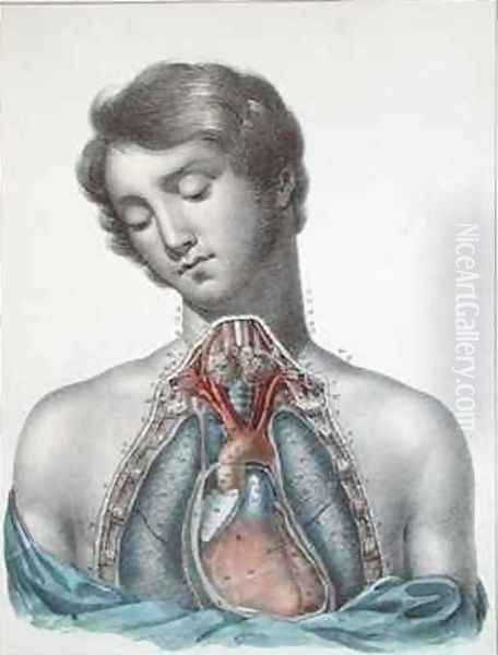 The heart and organs in the chest from Manuel dAnatomie descriptive du Corps Humain Oil Painting by Haincelin