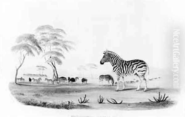 Equus burchelli or Burchells Zebra Oil Painting by William Cornwallis Harris