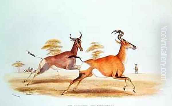 The Sassaybe and the Hartebeest Oil Painting by William Cornwallis Harris