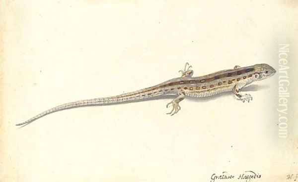 A wall lizard (Lacerta vivipara) Oil Painting by Pieter the Younger Holsteyn