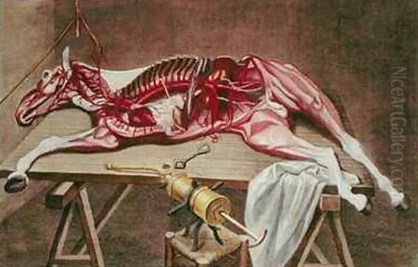 Dissection of a horse from Cours dHippiatrique ou Traite Complet de la Medecine des Chevaux Oil Painting by Harguinier