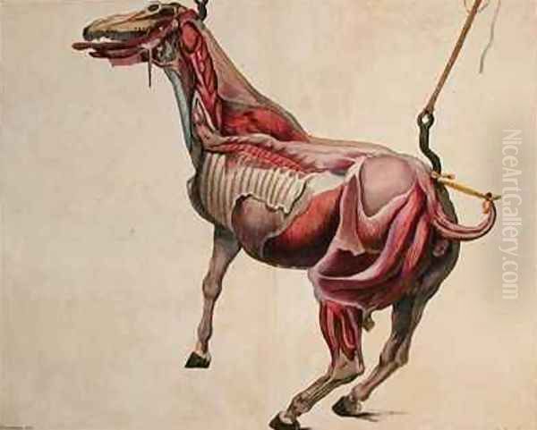 Flayed horse from Cours dHippiatrique ou Traite Complet de la Medecine des Chevaux Oil Painting by Harguinier