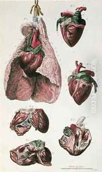 Internal organs of a horse from Cours dHippiatrique ou Traite Complet de la Medecine des Chevaux Oil Painting by Harguinier