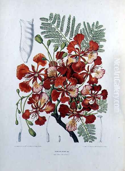 Poinciana Regia Oil Painting by Hoola van Nooten, Berthe