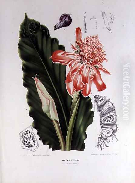 Elettaria Speciosa Oil Painting by Hoola van Nooten, Berthe