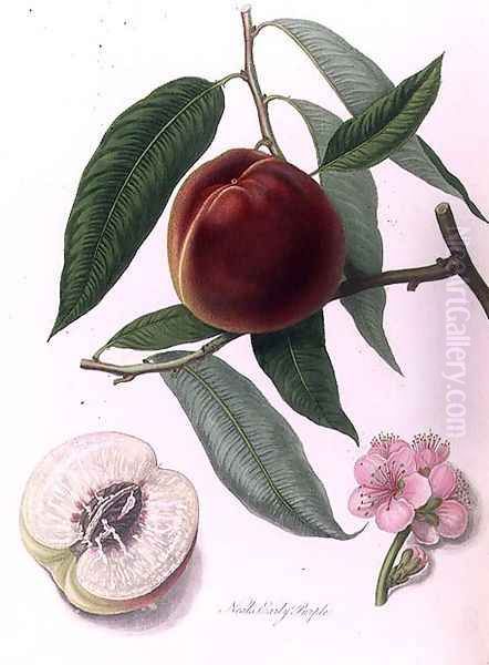 Nectarine Neals Early Purple Oil Painting by William Hooker