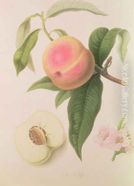 Noblesse Peach Oil Painting by William Hooker