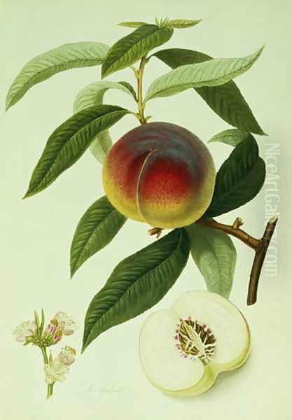 The Galande Peach Oil Painting by William Hooker