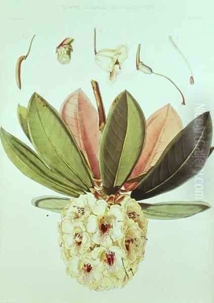 Rhododendron Wightii Oil Painting by William Hooker