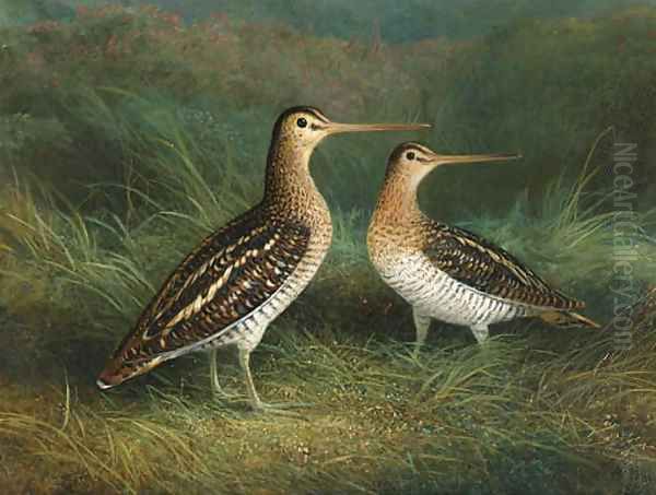 A Pair of Snipe Oil Painting by Abel Hold