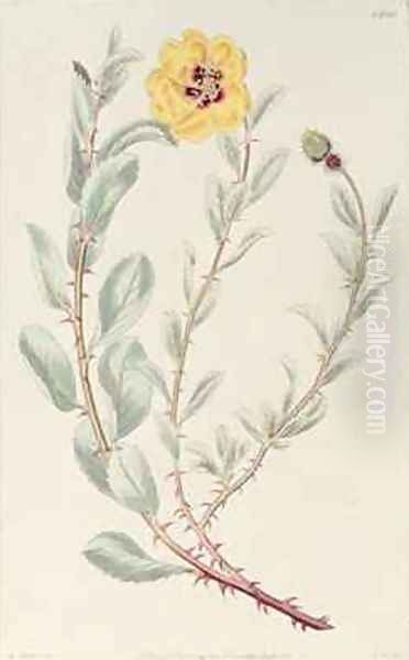 Rose Persian from the Botanical Register Oil Painting by M. Hart