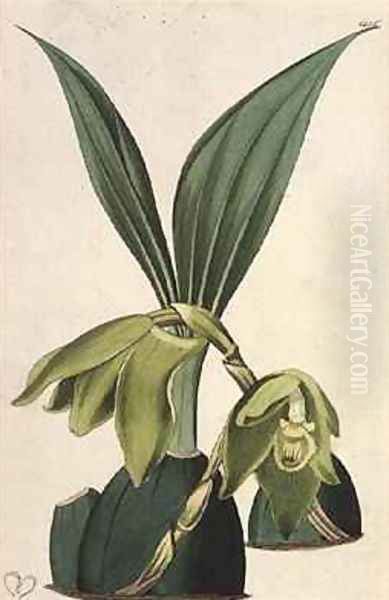 Orchid Maxillaria ciliaris Oil Painting by M. Hart