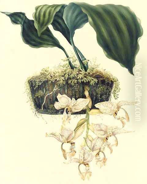 Orchidaceae Stanhopiea oculata (Lodd.) Lindley Oil Painting by S. Holden