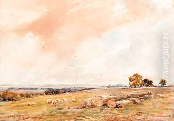 Sheep grazing in an open landscape Oil Painting by Claude Hayes