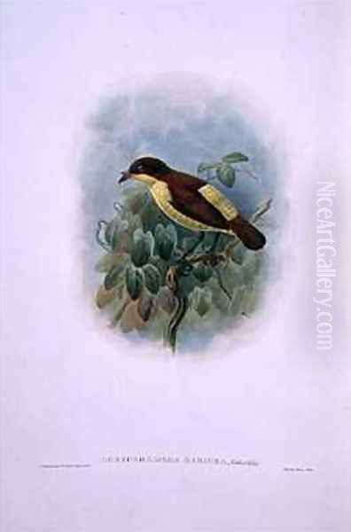 Loboparadisea serica Waterbilled Bird of Paradise Oil Painting by W. & Keulemans, J.G. Hart