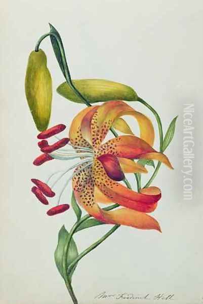 Tiger Lily Oil Painting by Mrs Frederick Hill